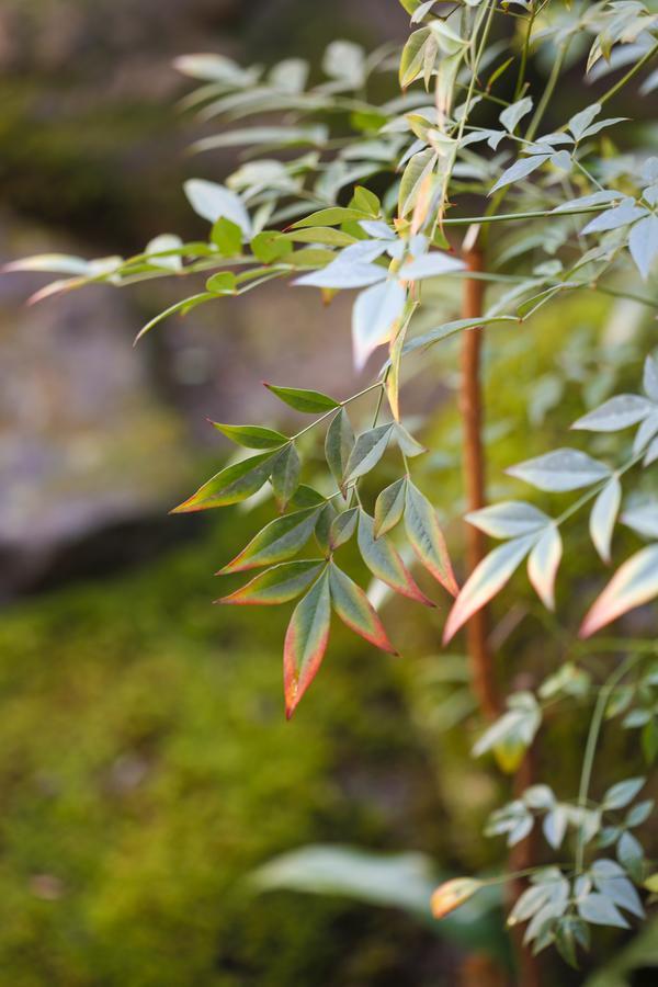 Matsuharu ANN Villa Kyoto Bagian luar foto